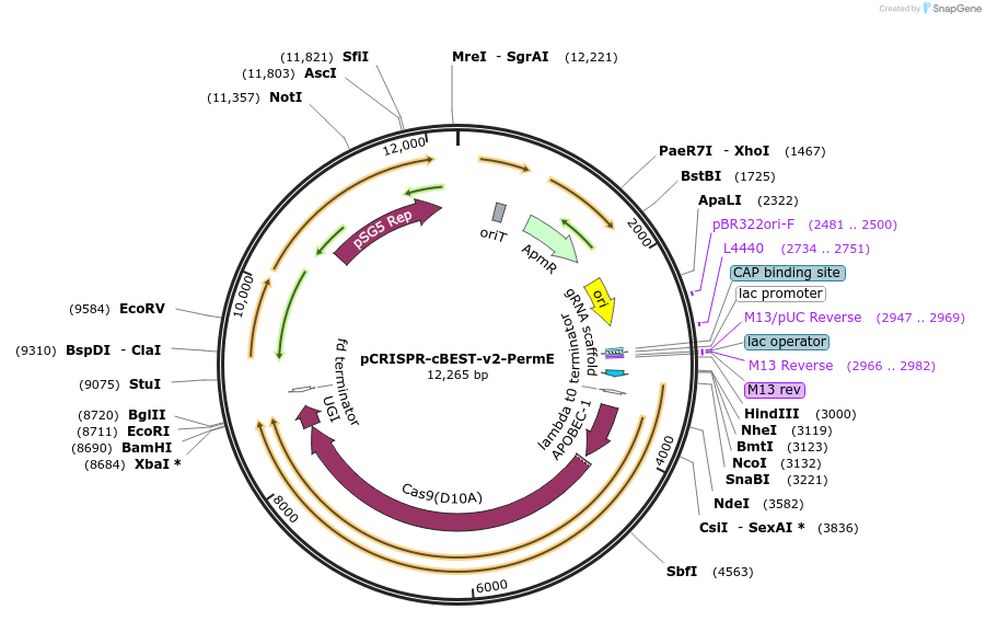 209446-plasmid-map-sequence-id-416632