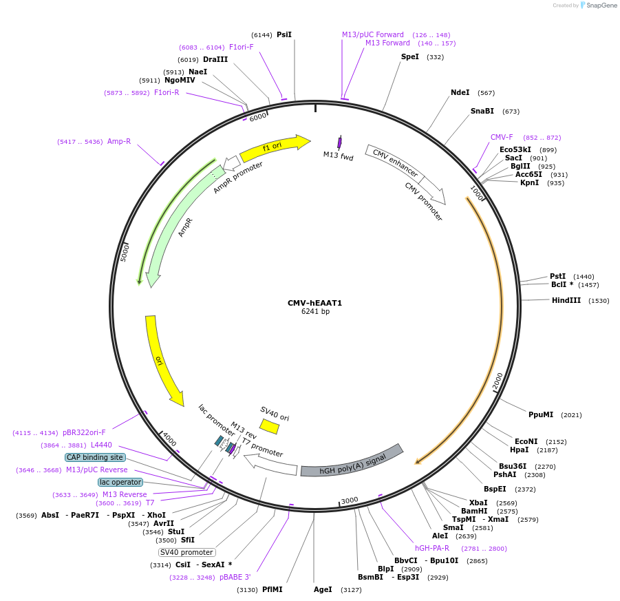 32813-plasmid-map-sequence-id-416650
