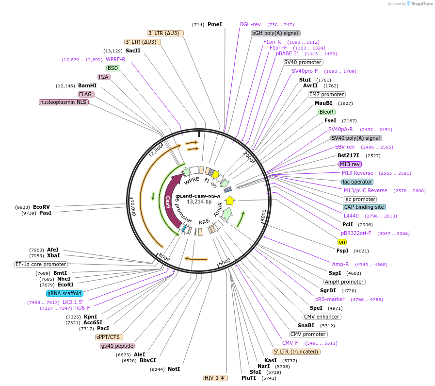 207823-plasmid-map-sequence-id-416686