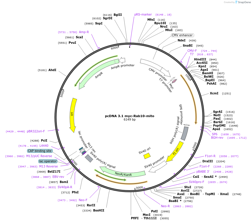 208367-plasmid-map-sequence-id-416695