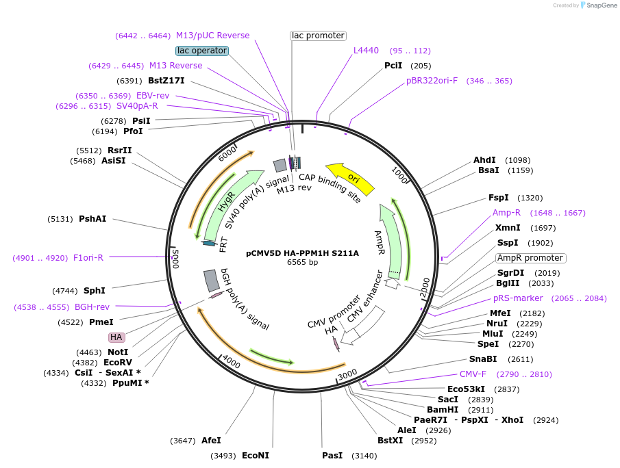 208369-plasmid-map-sequence-id-416697