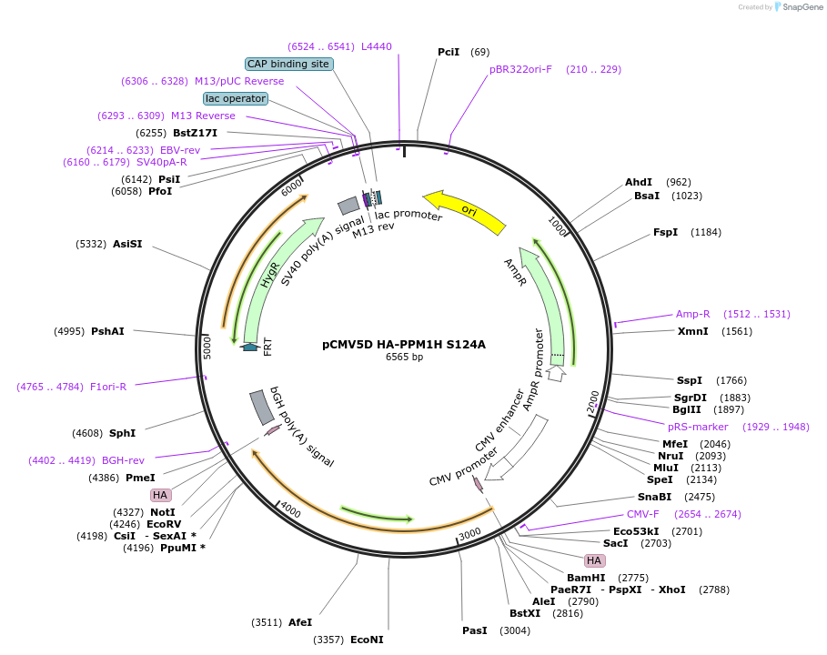 208368-plasmid-map-sequence-id-416698