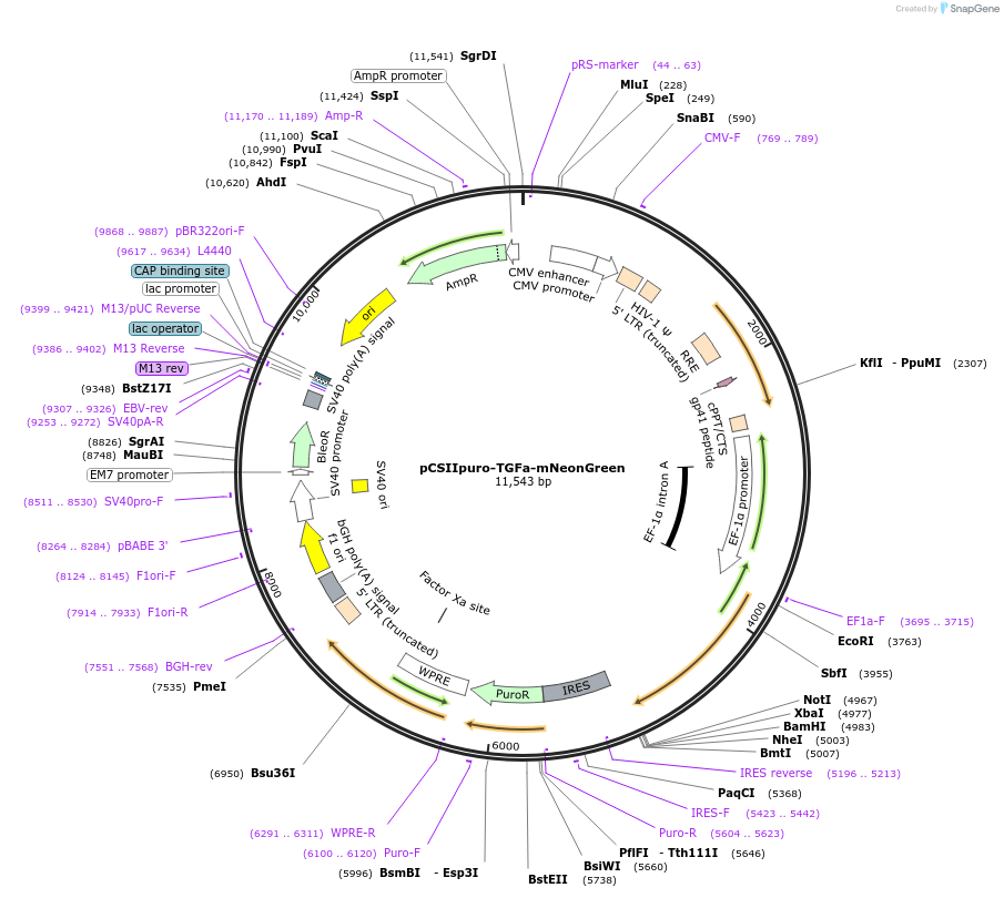 209913-plasmid-map-sequence-id-416702