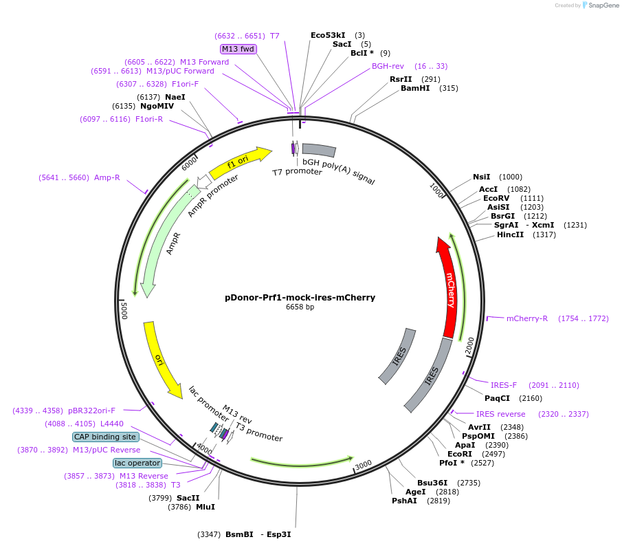 209074-plasmid-map-sequence-id-416708