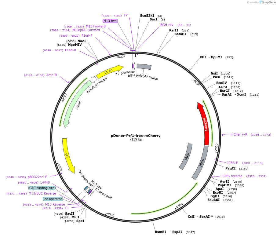 209073-plasmid-map-sequence-id-416709