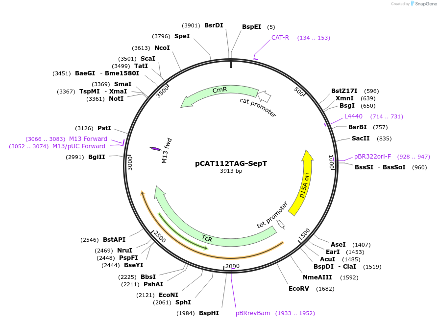 34624-plasmid-map-sequence-id-41671