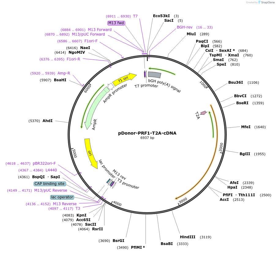 209076-plasmid-map-sequence-id-416711