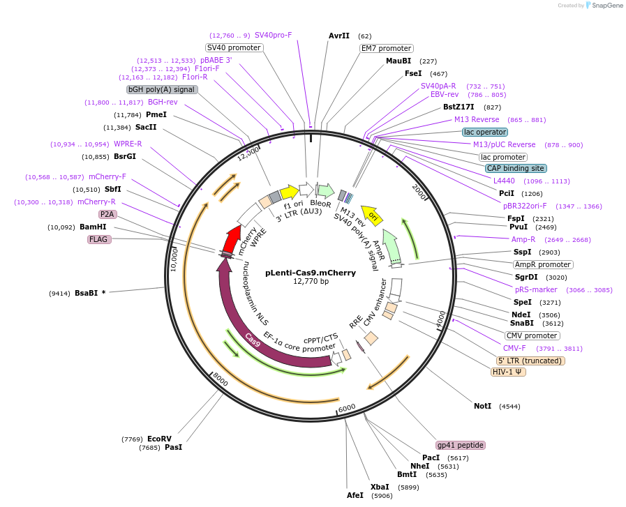 208342-plasmid-map-sequence-id-416716