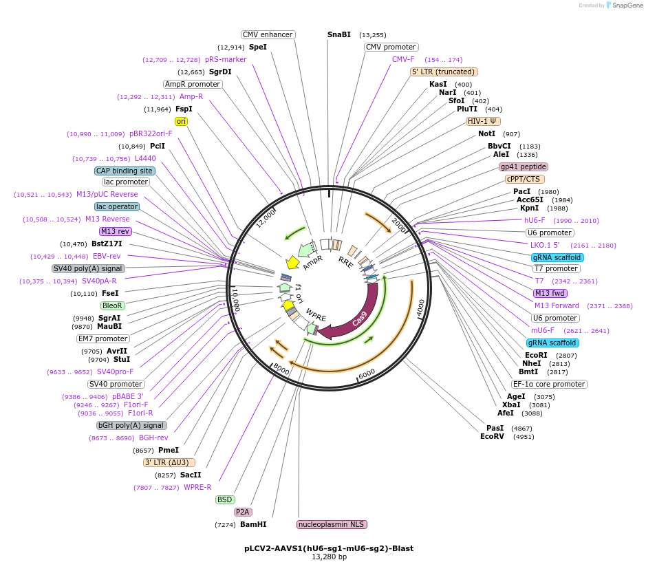 208343-plasmid-map-sequence-id-416717