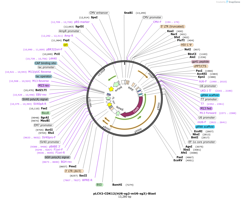 208344-plasmid-map-sequence-id-416744