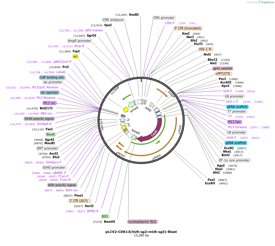 208348-plasmid-map-sequence-id-416747