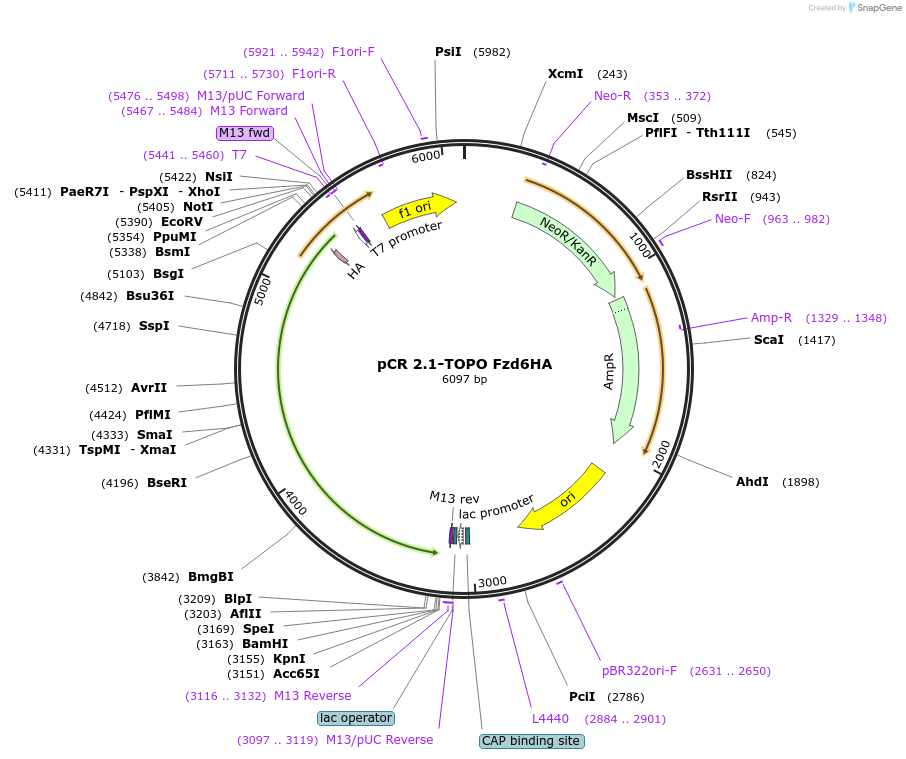 208363-plasmid-map-sequence-id-416748