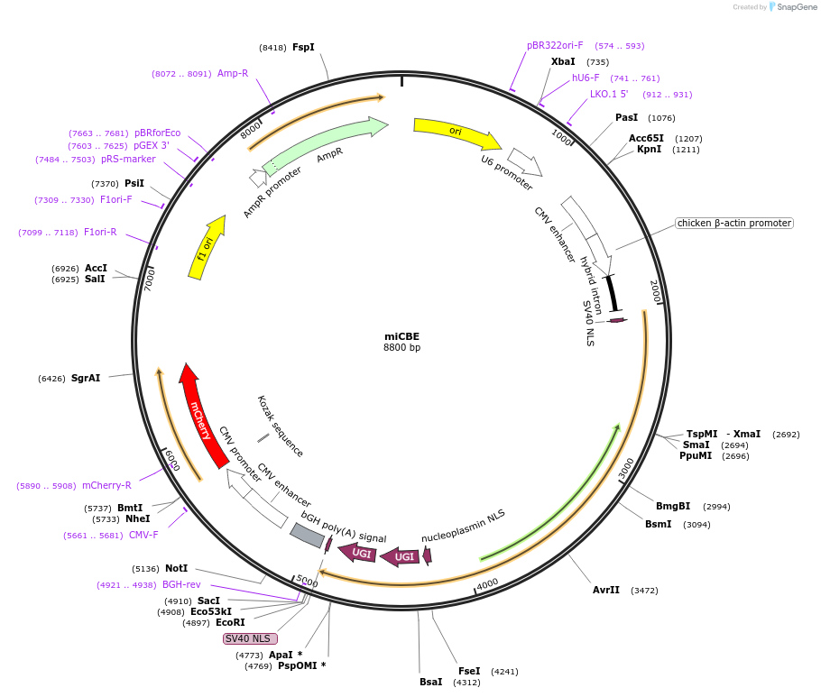 205413-plasmid-map-sequence-id-416749