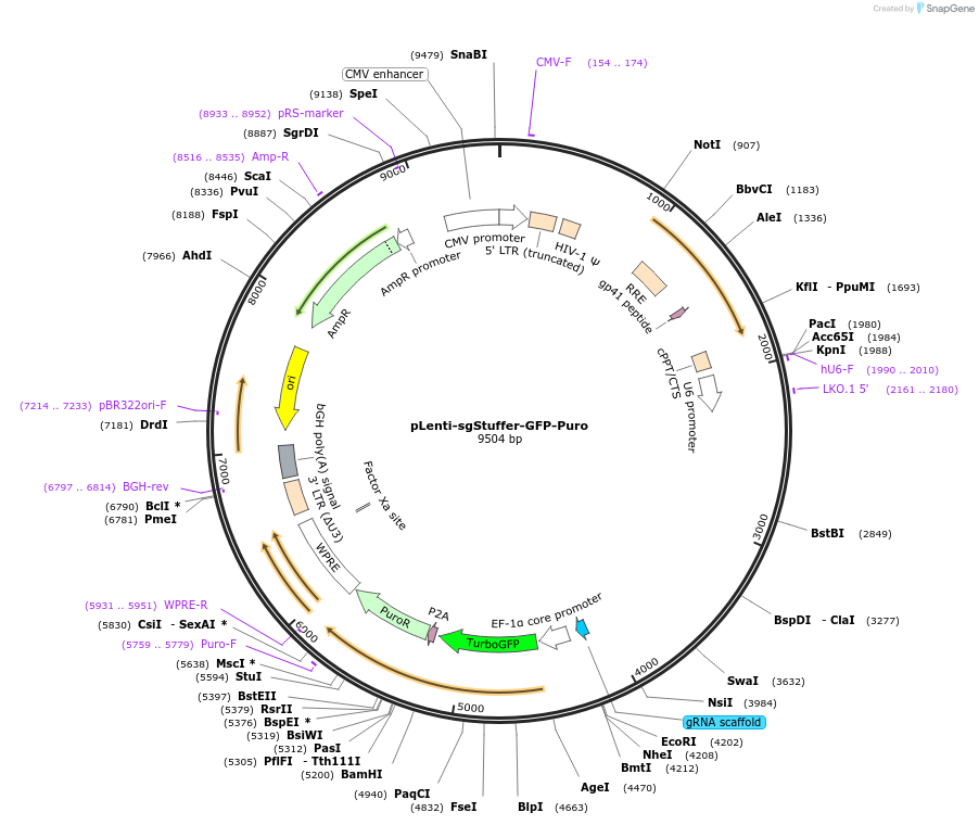 208349-plasmid-map-sequence-id-416750