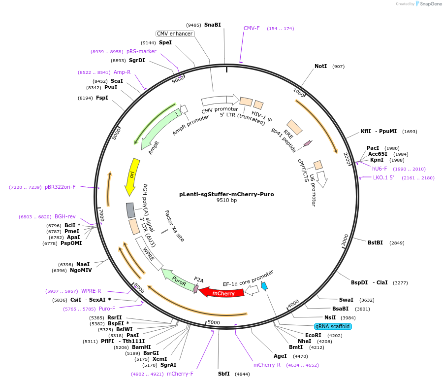 208350-plasmid-map-sequence-id-416754