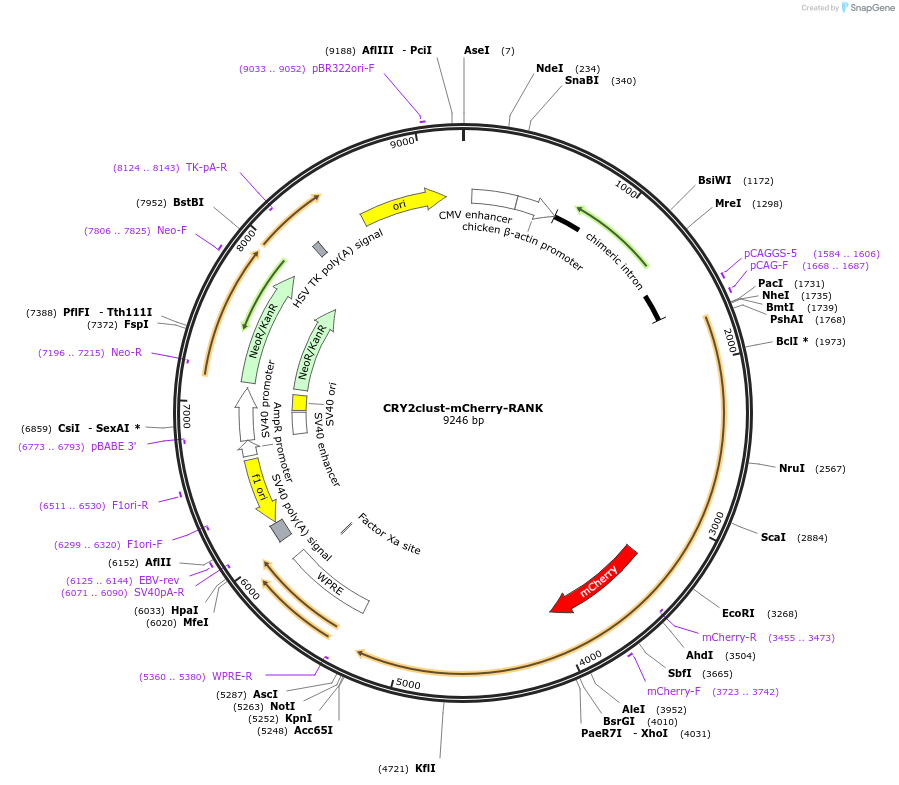 208612-plasmid-map-sequence-id-416755