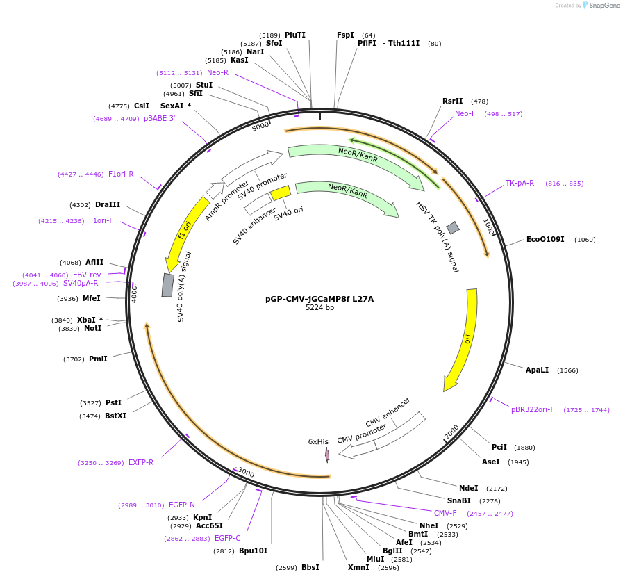204140-plasmid-map-sequence-id-416763
