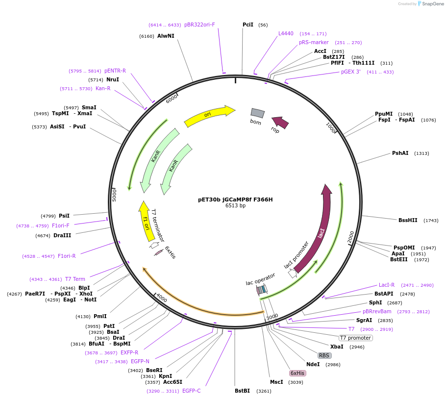 204139-plasmid-map-sequence-id-416764