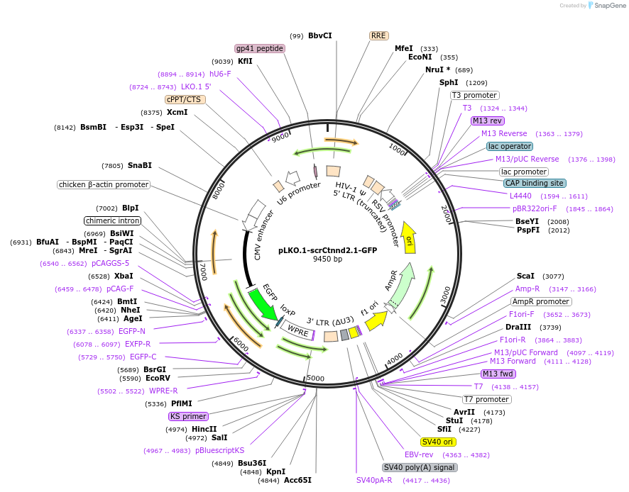209096-plasmid-map-sequence-id-416767