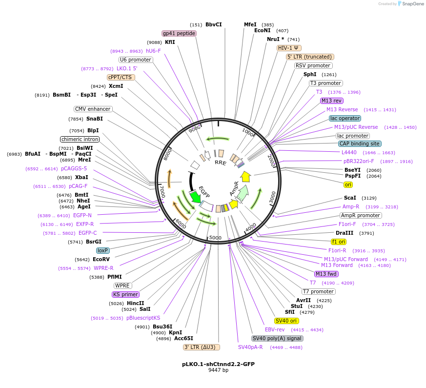 209097-plasmid-map-sequence-id-416768