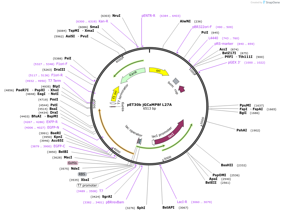 204138-plasmid-map-sequence-id-416769