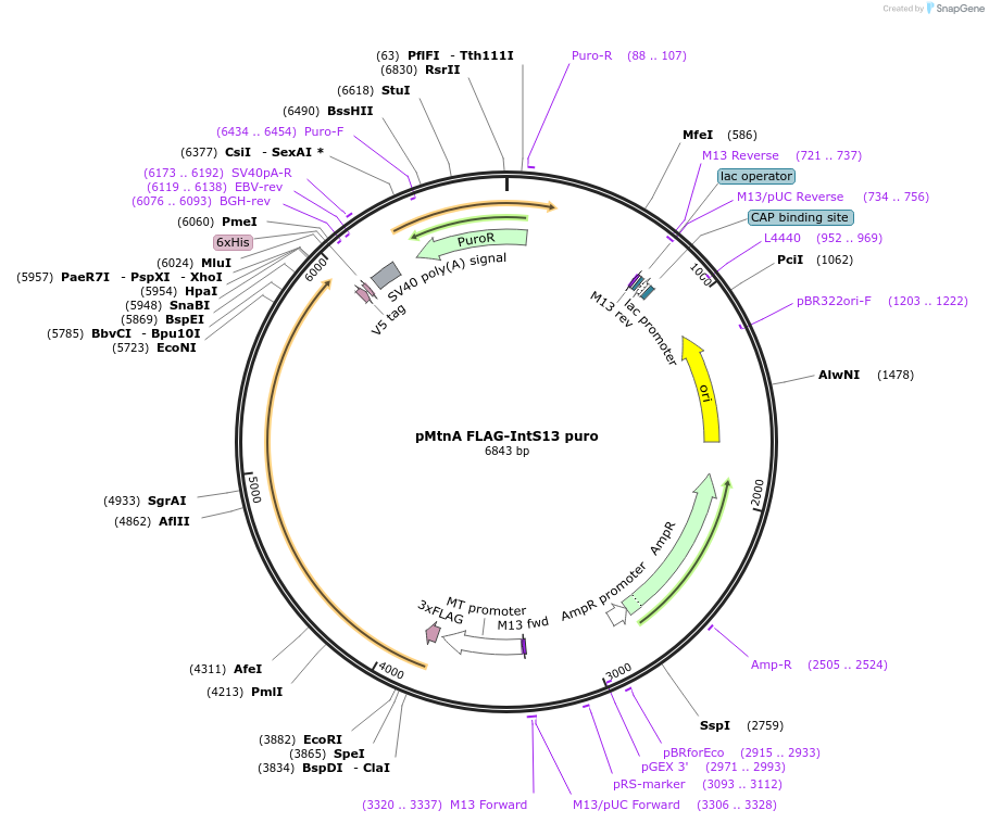208406-plasmid-map-sequence-id-416777