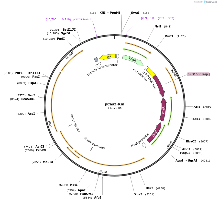 207999-plasmid-map-sequence-id-416780