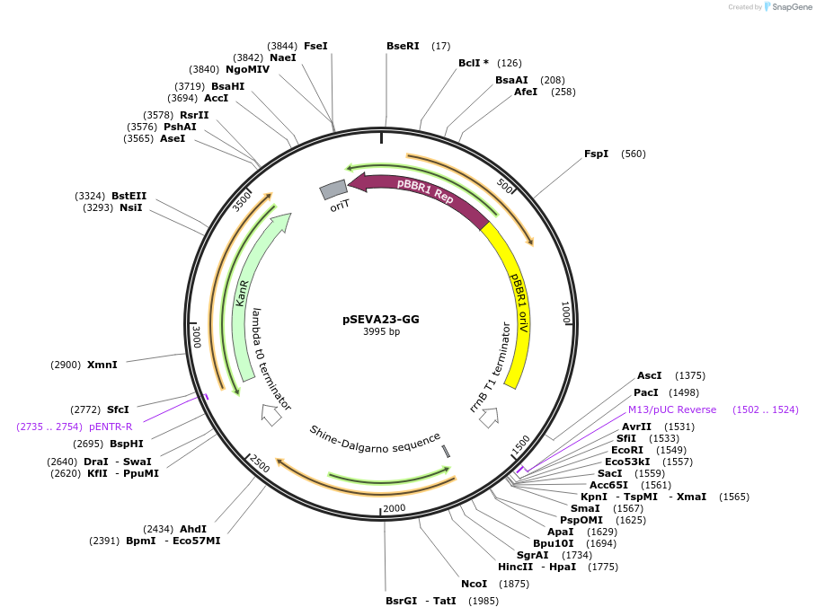 208013-plasmid-map-sequence-id-416781