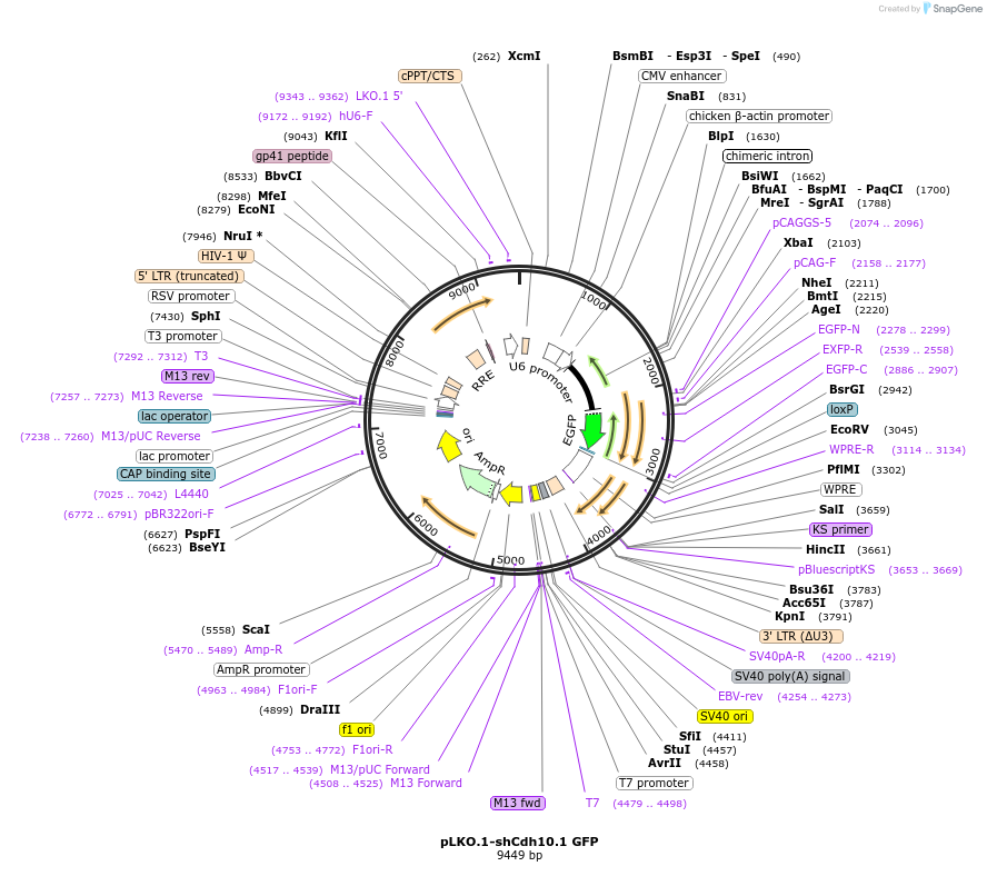 209101-plasmid-map-sequence-id-416782