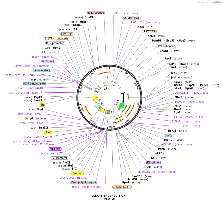 209105-plasmid-map-sequence-id-416787