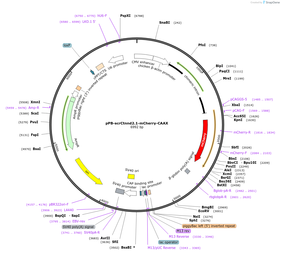 209108-plasmid-map-sequence-id-416790