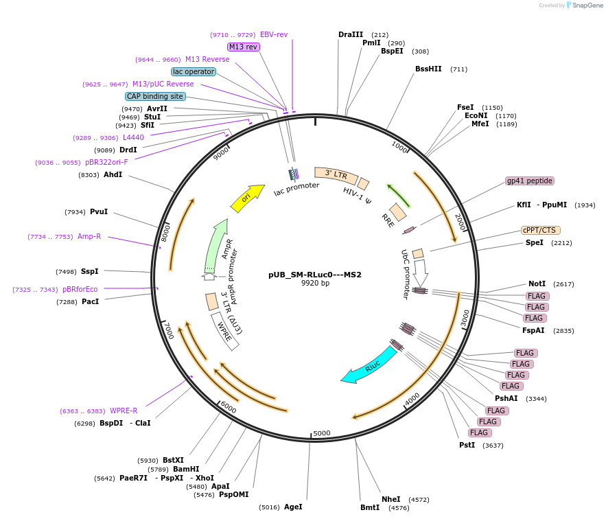210572-plasmid-map-sequence-id-416791