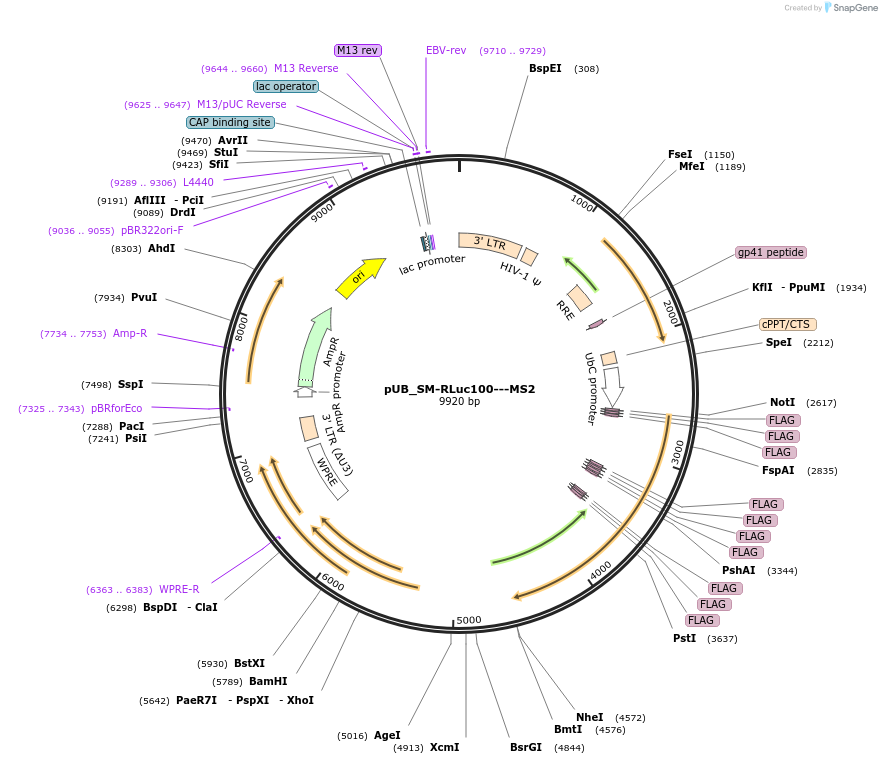 210573-plasmid-map-sequence-id-416795