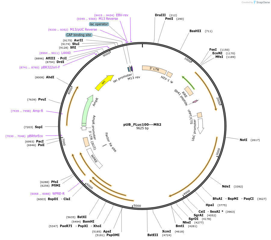 210574-plasmid-map-sequence-id-416800
