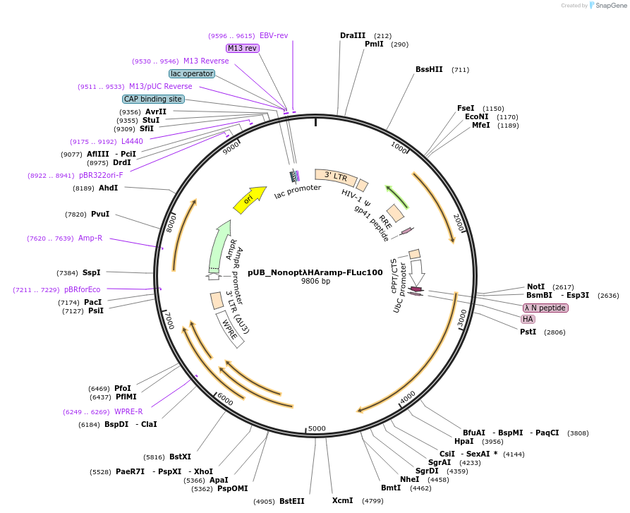 210579-plasmid-map-sequence-id-416801
