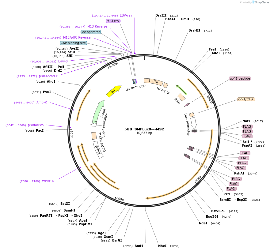 210568-plasmid-map-sequence-id-416805