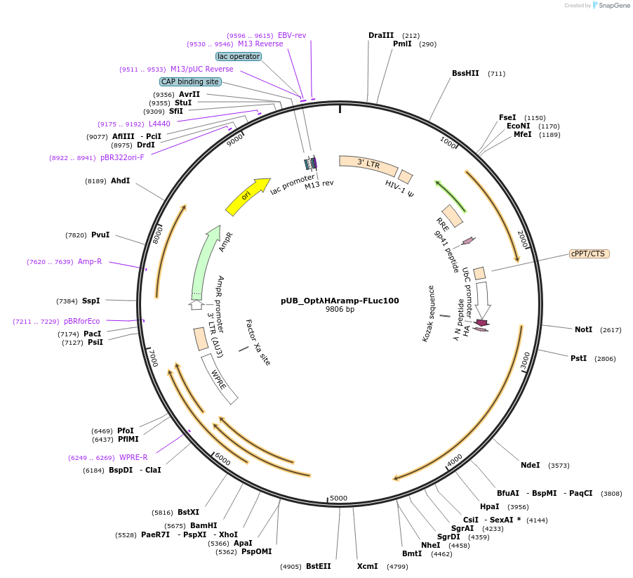 210577-plasmid-map-sequence-id-416806