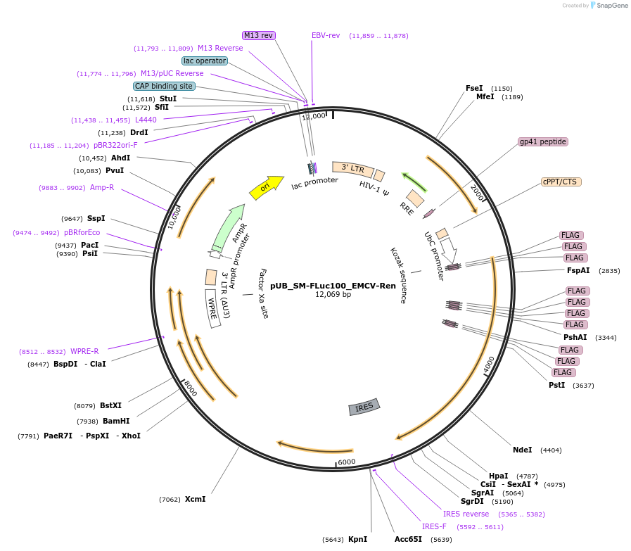 210591-plasmid-map-sequence-id-416807