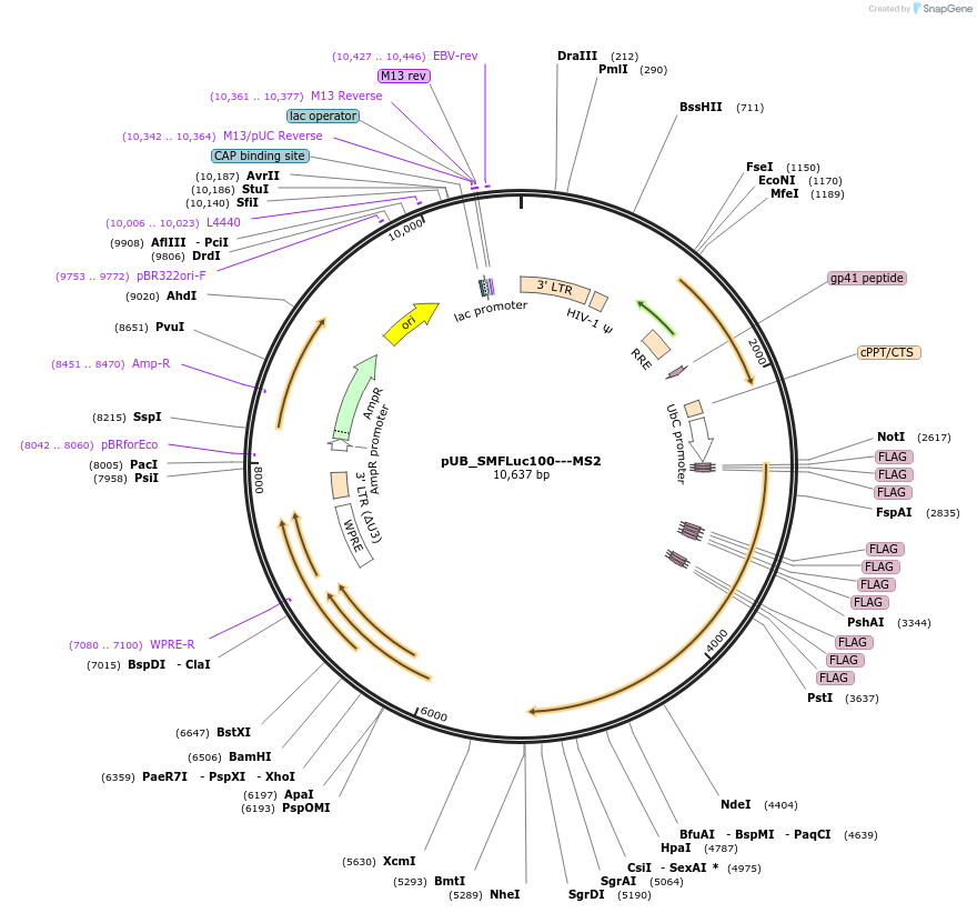 210570-plasmid-map-sequence-id-416808