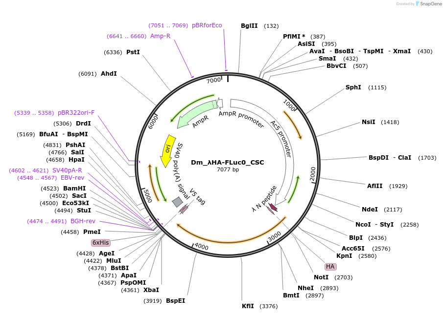 210589-plasmid-map-sequence-id-416809