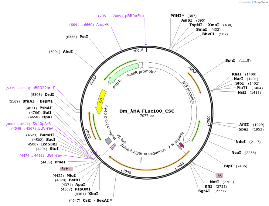210592-plasmid-map-sequence-id-416810