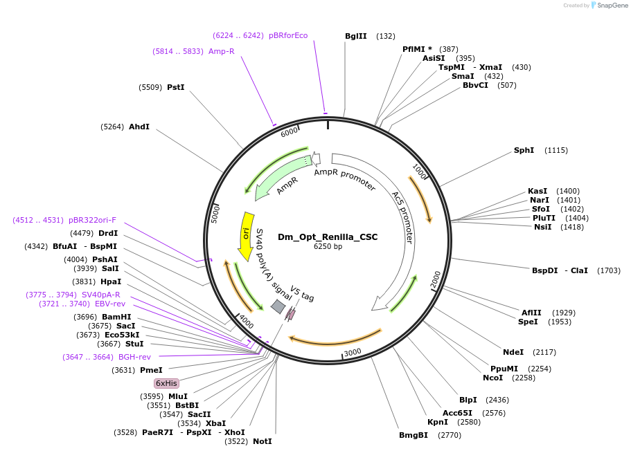 210593-plasmid-map-sequence-id-416811