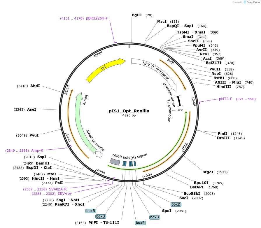 210571-plasmid-map-sequence-id-416812