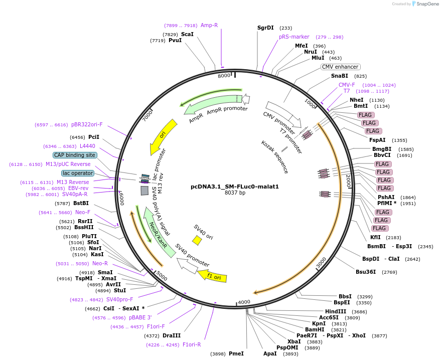 210580-plasmid-map-sequence-id-416816