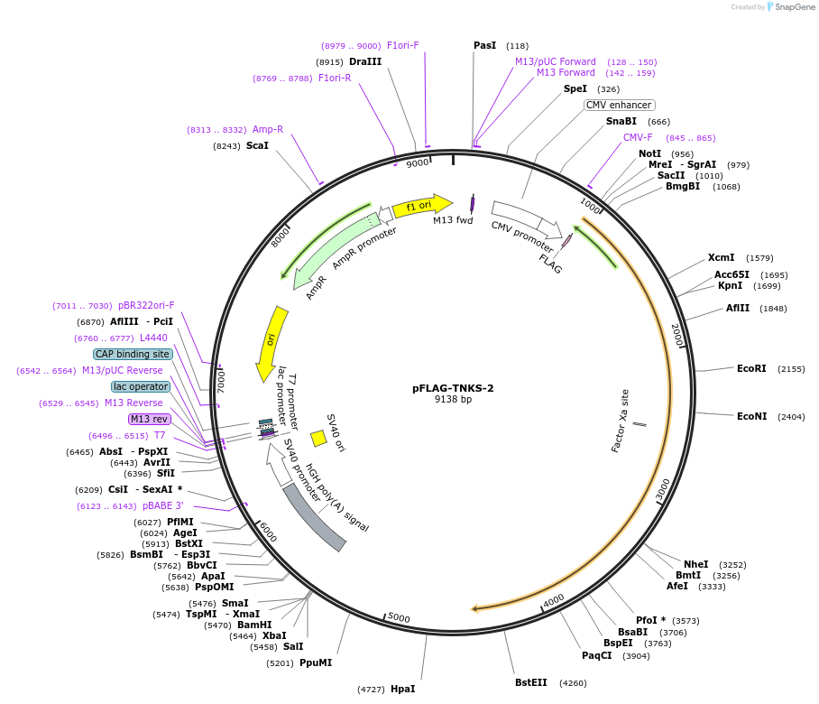 34691-plasmid-map-sequence-id-41682