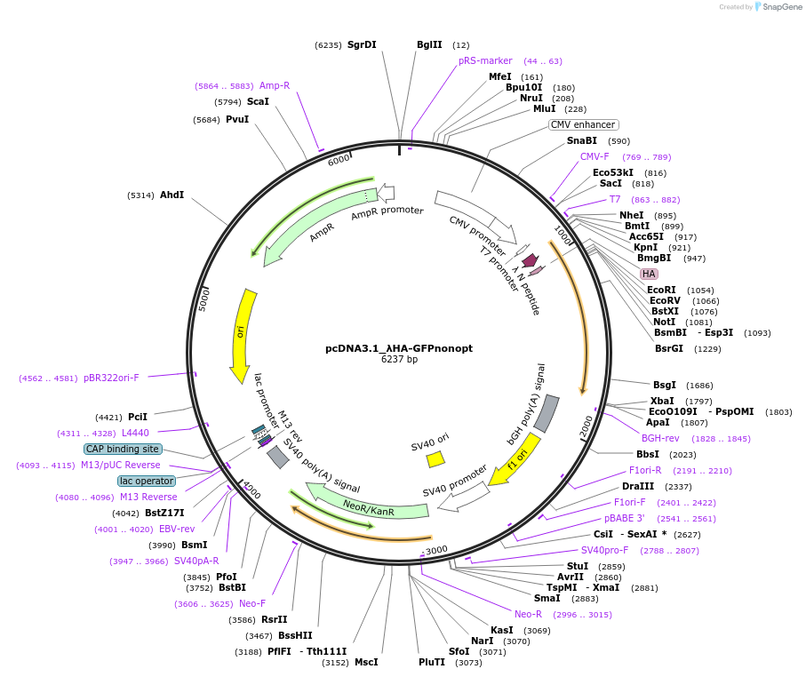 210576-plasmid-map-sequence-id-416823