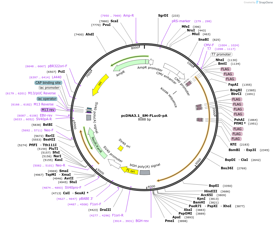 210583-plasmid-map-sequence-id-416824