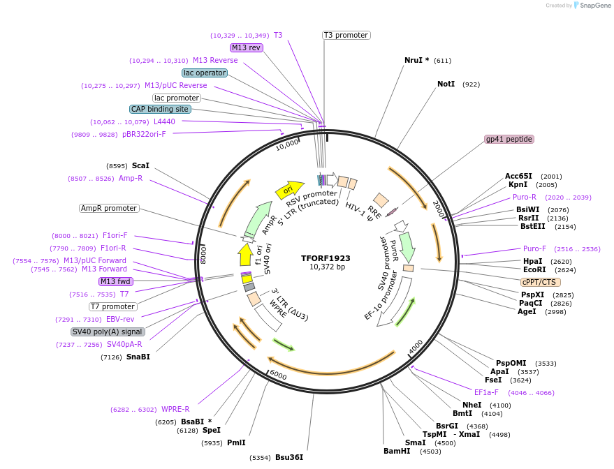 141889-plasmid-map-sequence-id-416826