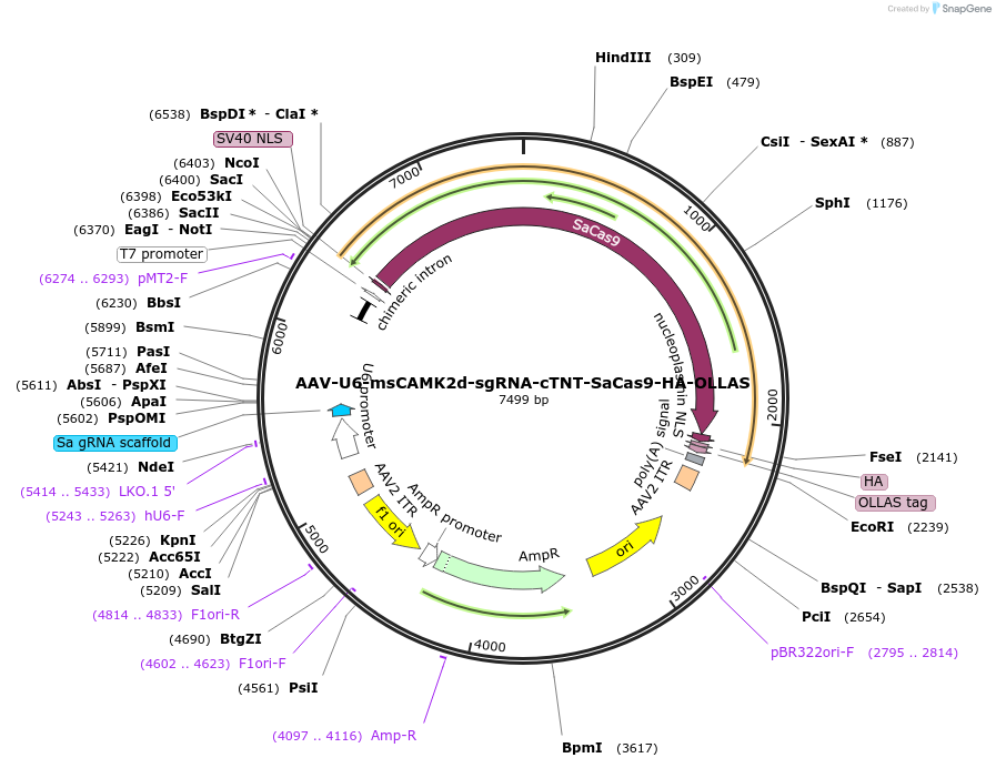209782-plasmid-map-sequence-id-416836