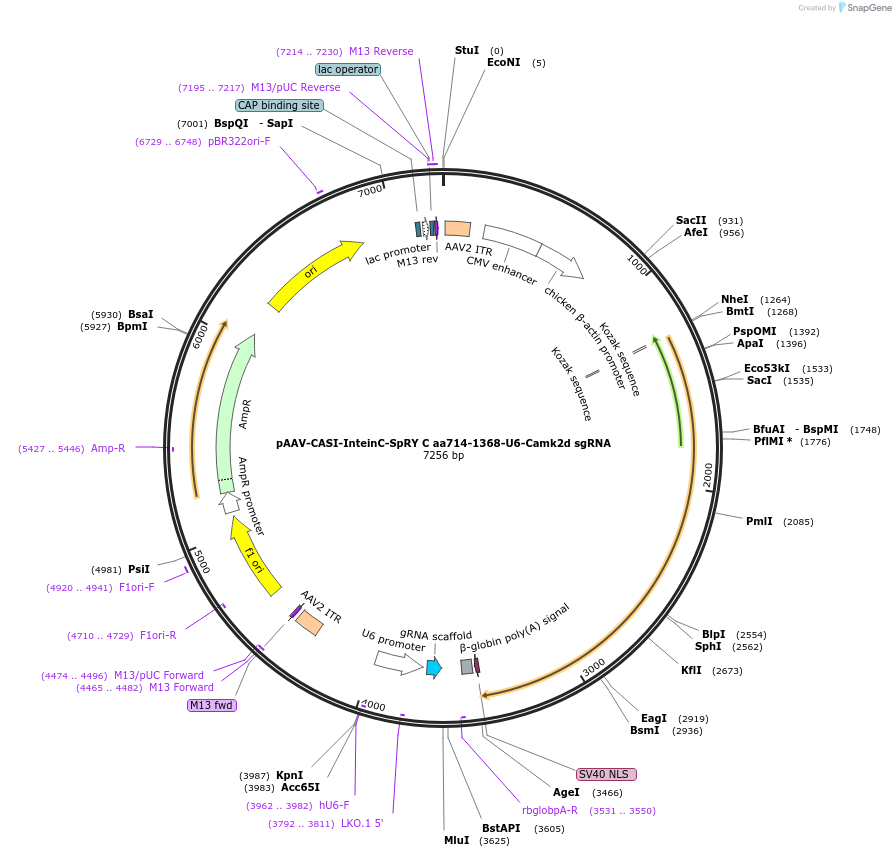 209788-plasmid-map-sequence-id-416838